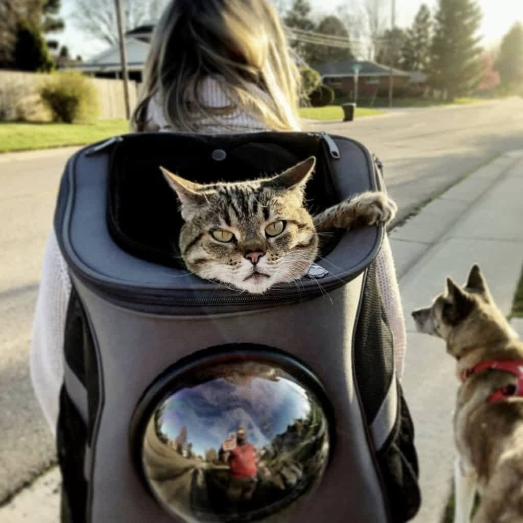 Mochila de viaje grande para gatos con ventana panorámica