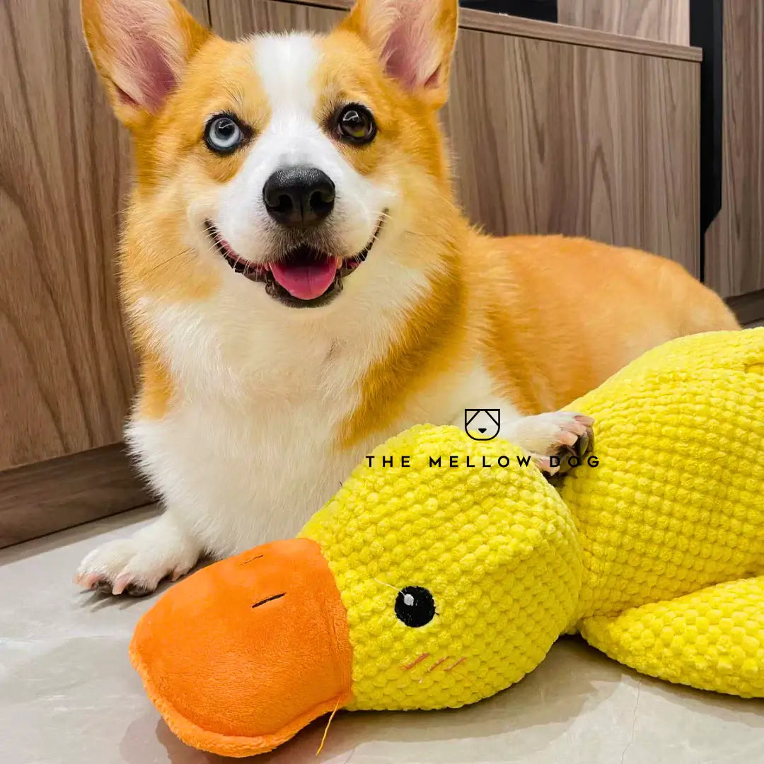Pato relajante - Juguete para perros para la alegría y el bienestar