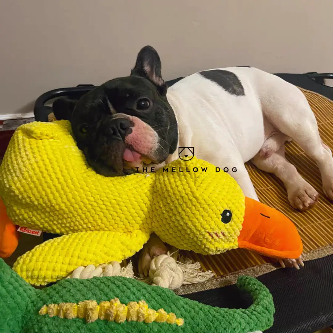Pato relajante - Juguete para perros para la alegría y el bienestar