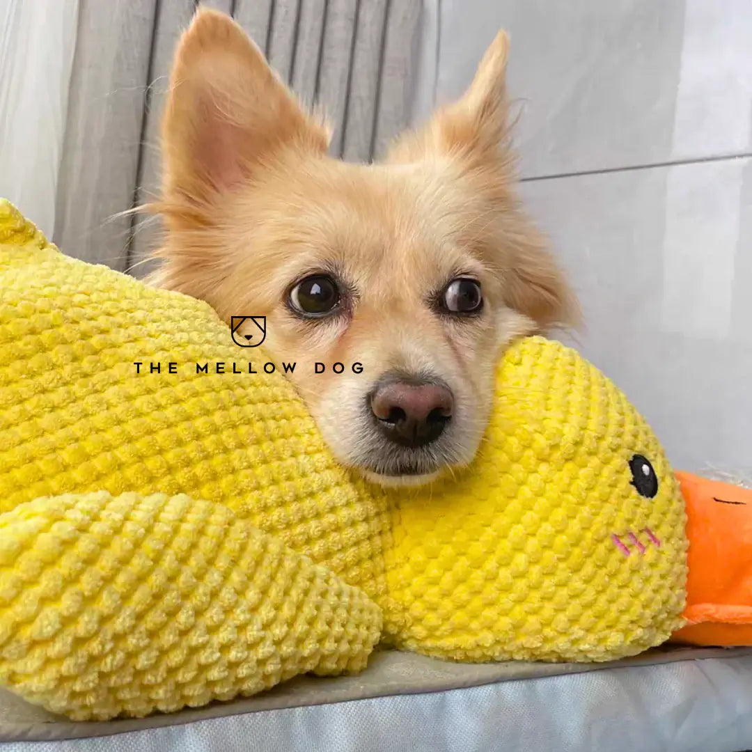 Pato relajante - Juguete para perros para la alegría y el bienestar