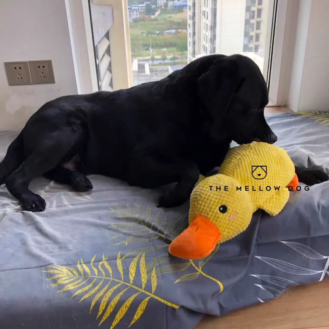 Pato relajante - Juguete para perros para la alegría y el bienestar
