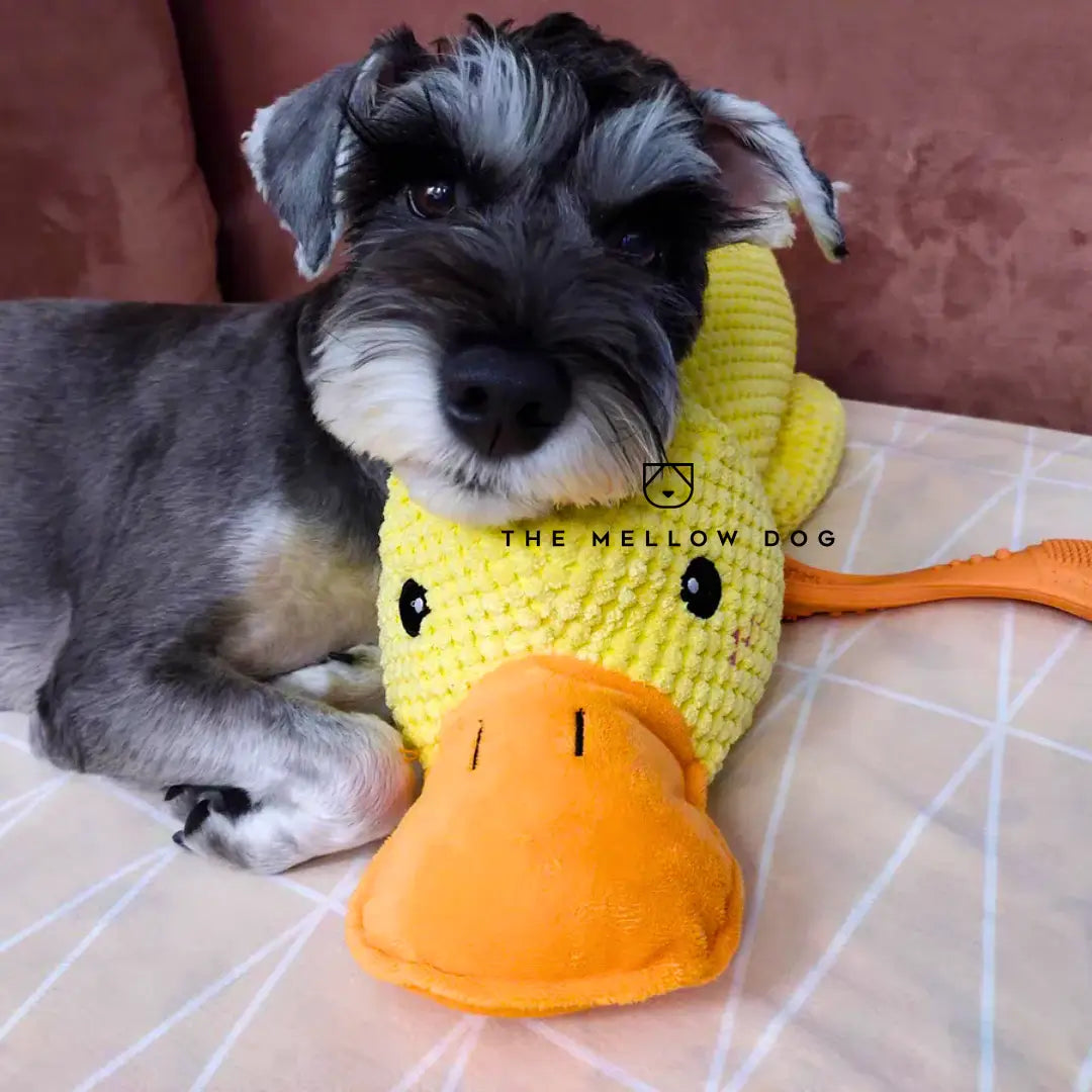 Pato relajante - Juguete para perros para la alegría y el bienestar