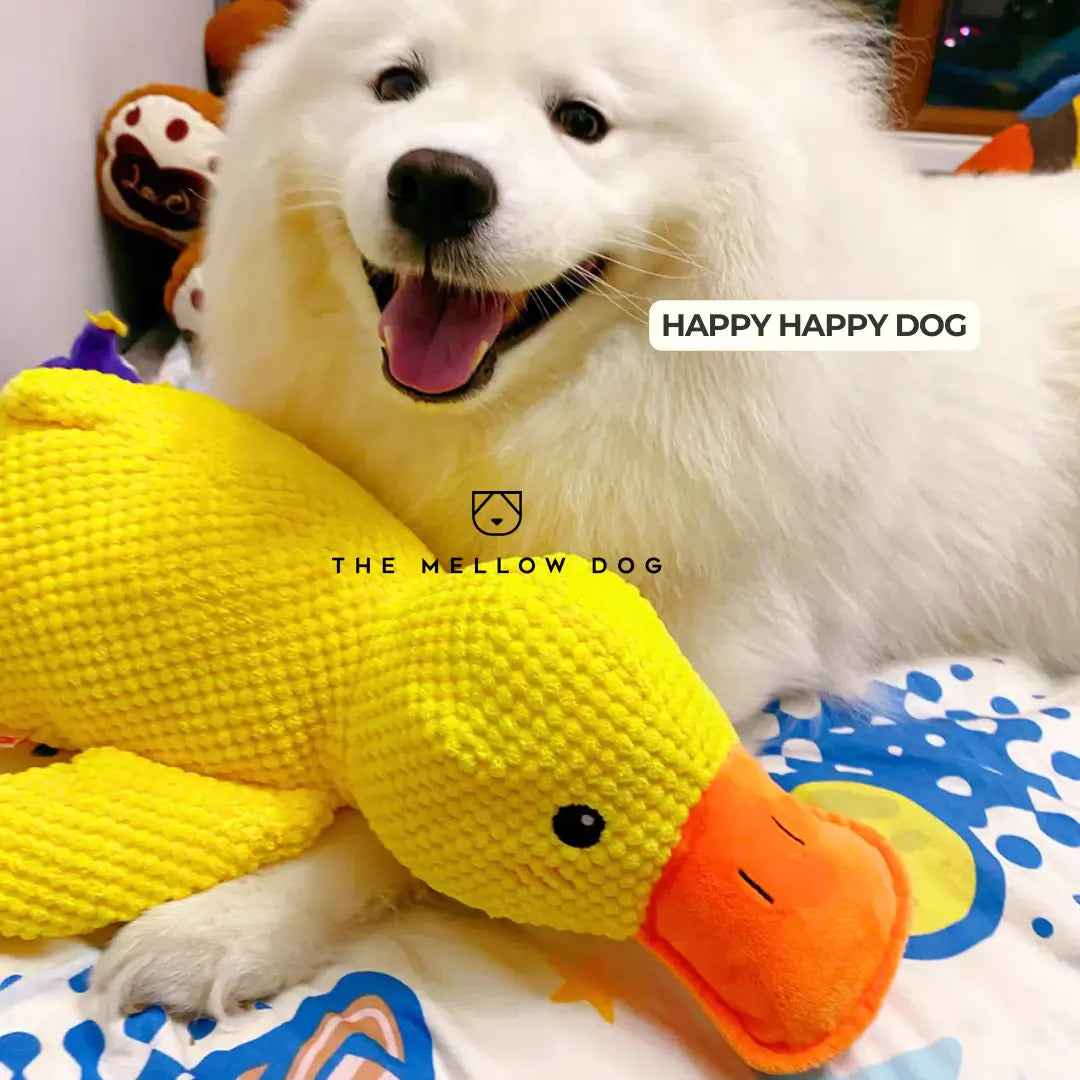 Pato relajante para perros: para la felicidad y el bienestar de su mascota