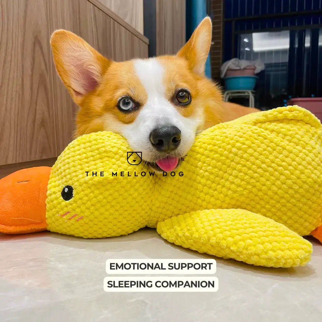 Pato relajante para perros: para la felicidad y el bienestar de su mascota