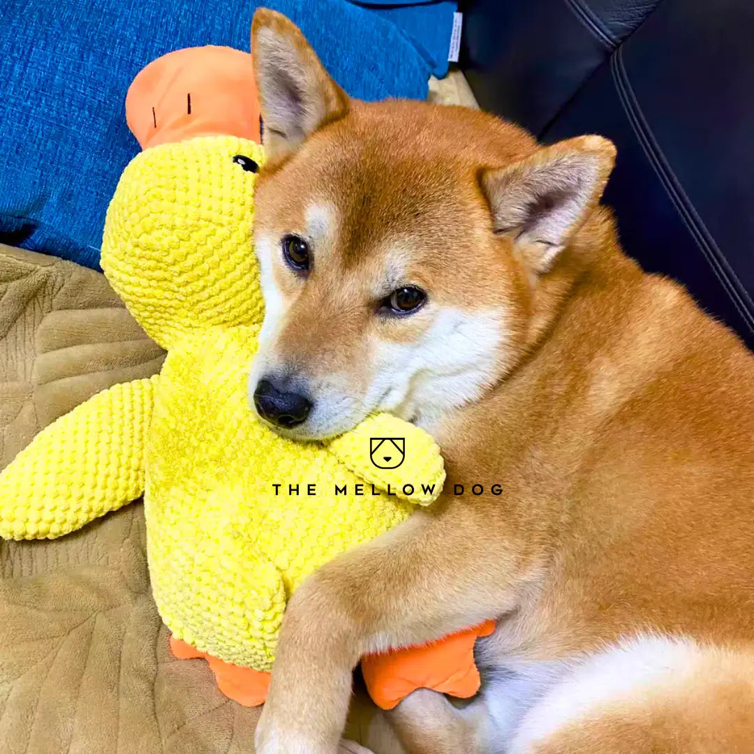 Pato relajante para perros: para la felicidad y el bienestar de su mascota