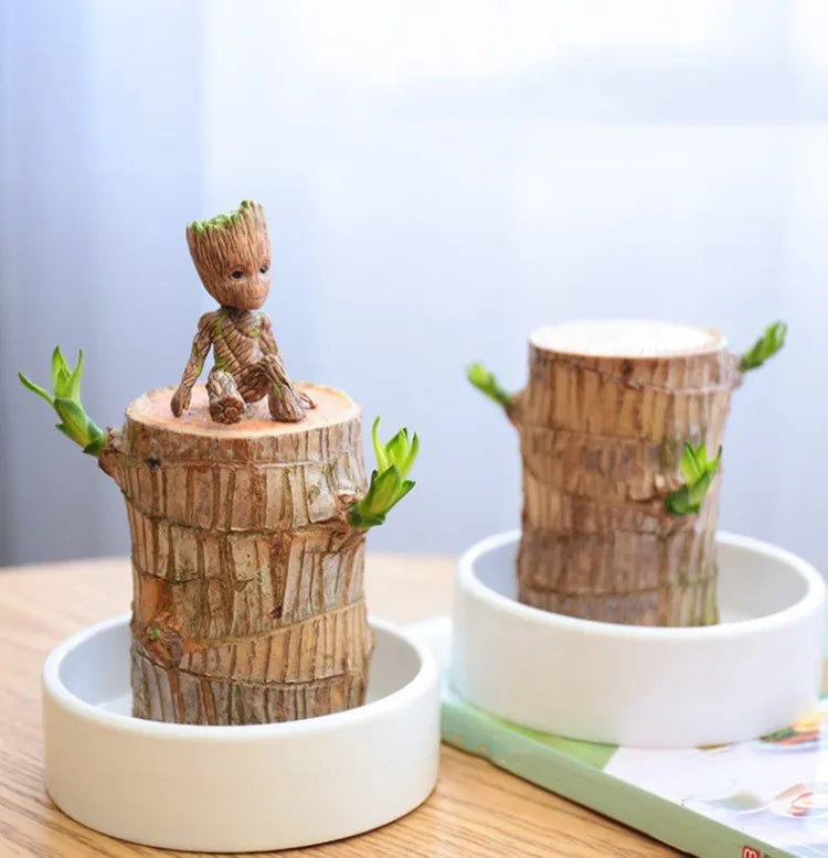 Terrario de madera de la suerte